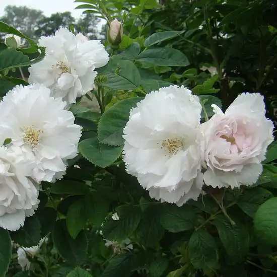 Alb - trandafiri vechi de gradină